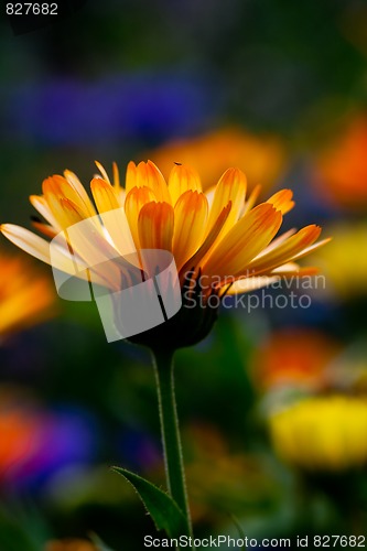 Image of Orange flower