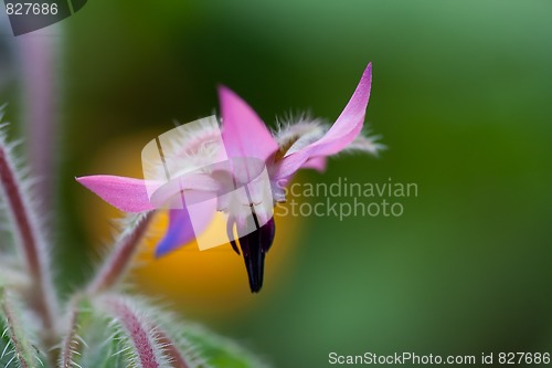 Image of borage