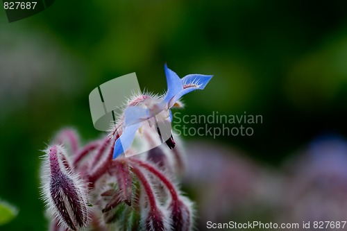 Image of Blue borage
