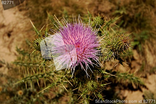 Image of Thistle flower in New Mexico