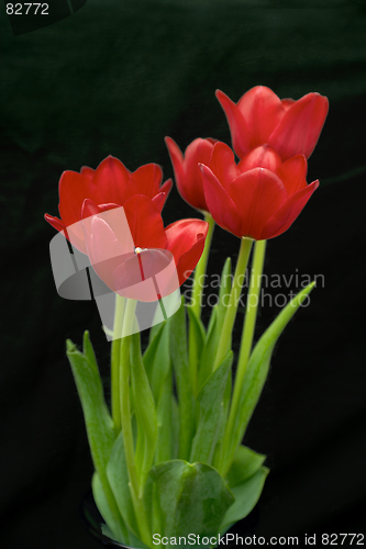 Image of Red tulips