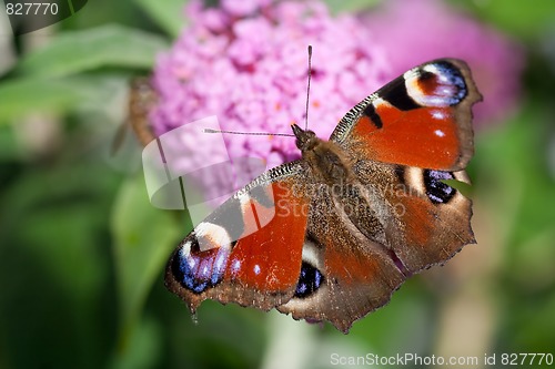 Image of peacock butterfly on pink flower