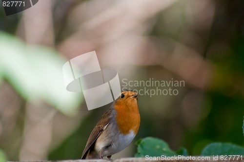 Image of robin
