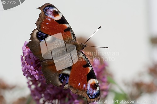 Image of Peacock butterfly