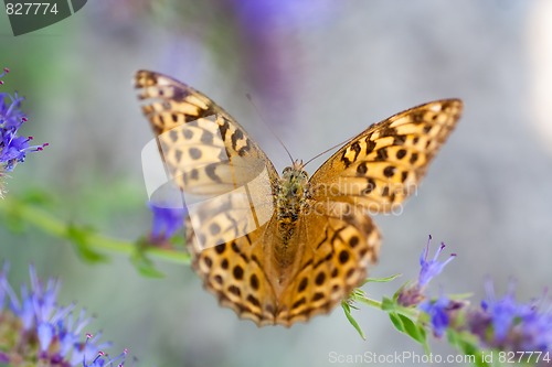 Image of fritillary butterfly