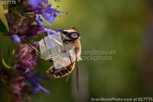 Image of Bee