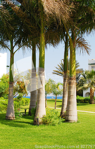 Image of palms on lawn