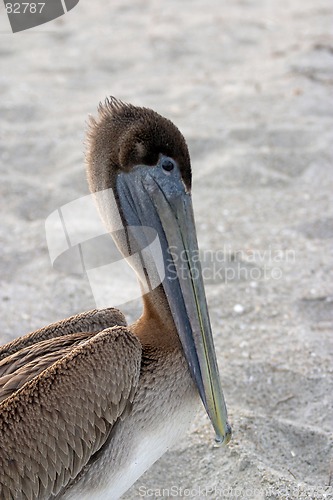 Image of Brown pelican