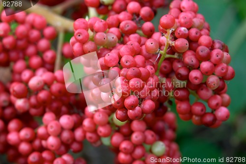 Image of Red berries