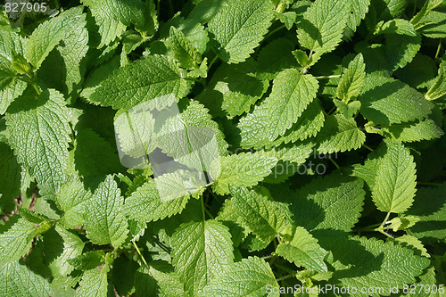 Image of Lemon balm