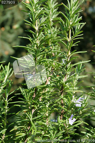 Image of Rosemary
