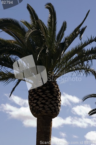 Image of Palm Trees with Blue Skies