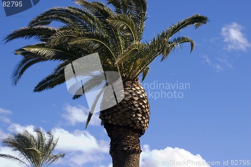 Image of Palm Trees with Blue Skies