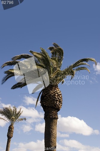 Image of Palm Trees with Blue Skies