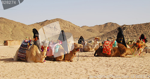 Image of camels