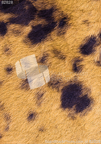 Image of yellow-black staining fur