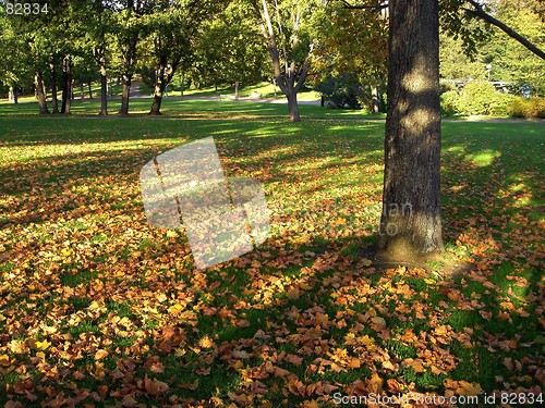 Image of Shadows in the Park