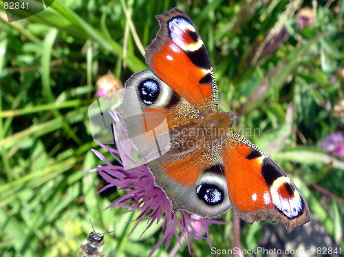Image of Butterfly