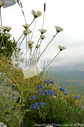 Image of wild mountain flowers