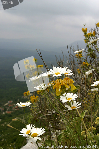 Image of wild mountain flowers