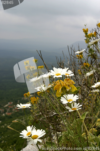 Image of wild mountain flowers