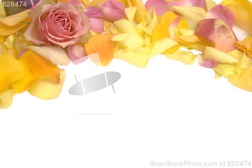 Image of Rose petals