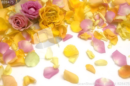 Image of Rose petals