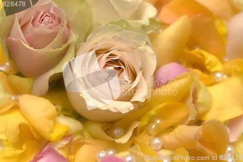 Image of Rose petals