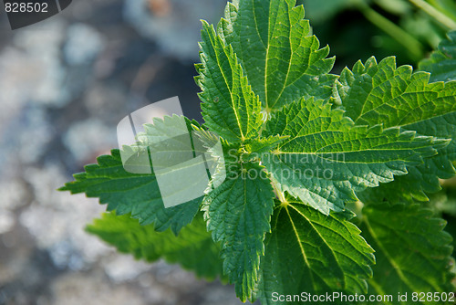 Image of Mint