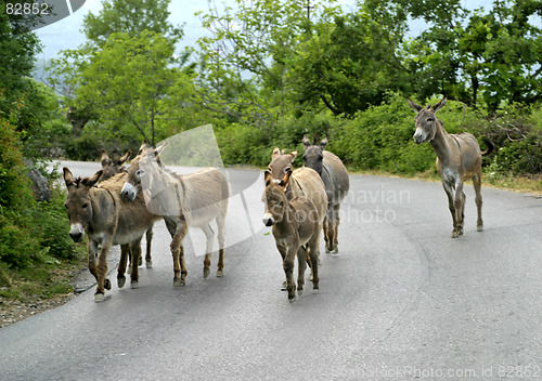 Image of pack of mules on road