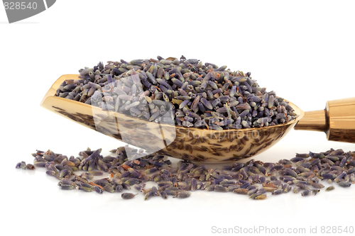 Image of Lavender Herb Flowers