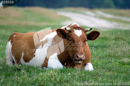 Image of Cow lies on the grass