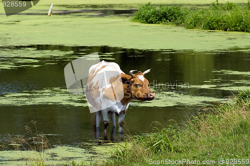 Image of Cow in a pond