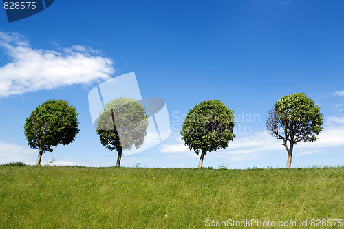 Image of Four trees