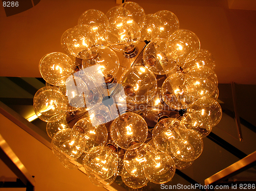 Image of Bulbs