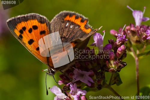 Image of butterfly