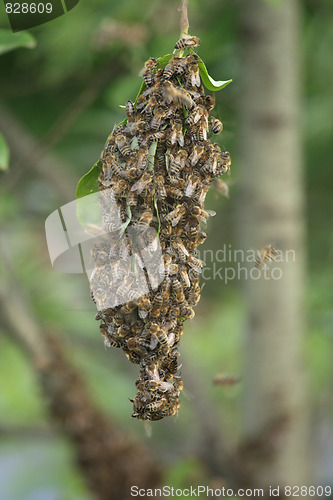 Image of bee cluster