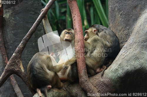 Image of baboons