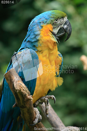 Image of color parrot