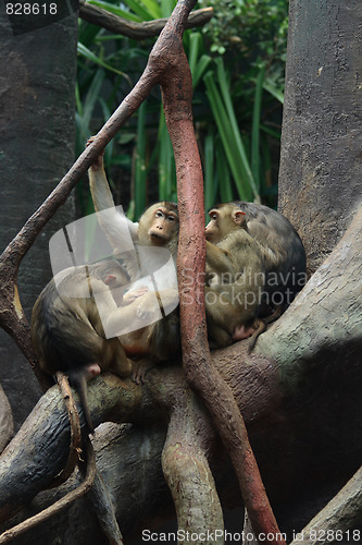 Image of baboons