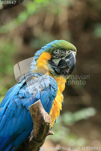 Image of blue parrot