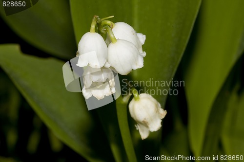 Image of lily of the valley