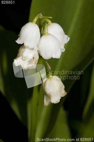 Image of lily of the valley