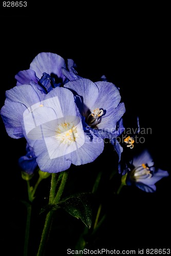 Image of blue flower