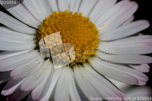 Image of daisy