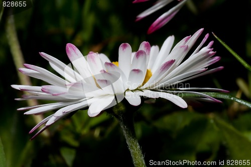 Image of english daisy