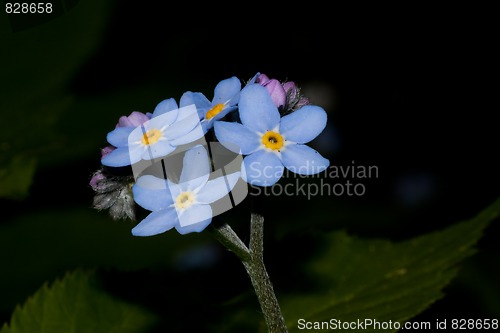 Image of forget me not