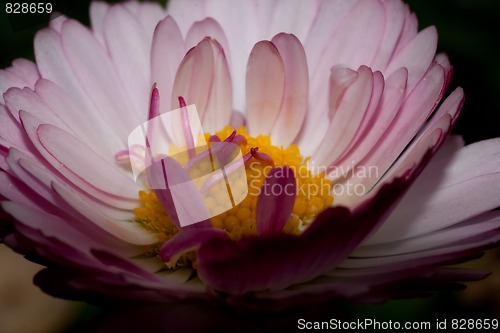 Image of English daisy