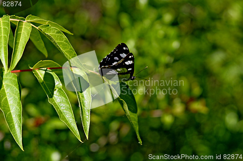 Image of  butterfly on leaf