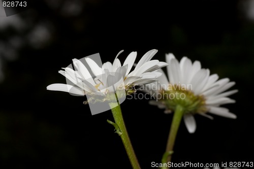 Image of daisies
